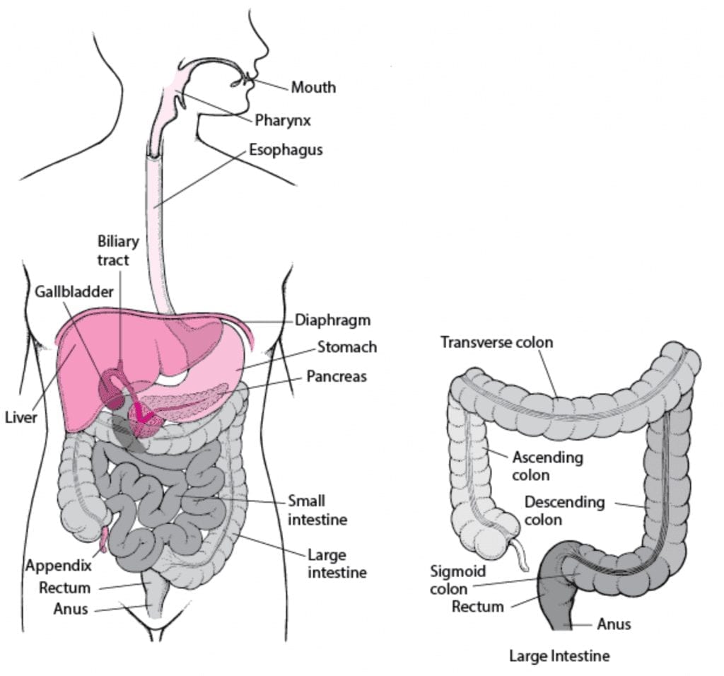 Anorectal Malformation